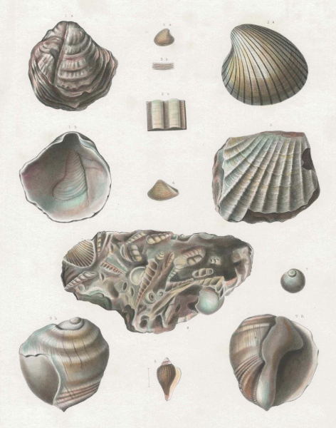 Muscheln. - Paläontologie. - "Muscheln des Tertiärs".