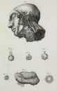 Diderot, Denis - Encyclopedie - "Anatomie" -...