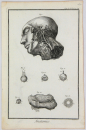 Diderot, Denis - Encyclopedie - "Anatomie" -  Arterien des Gesichts