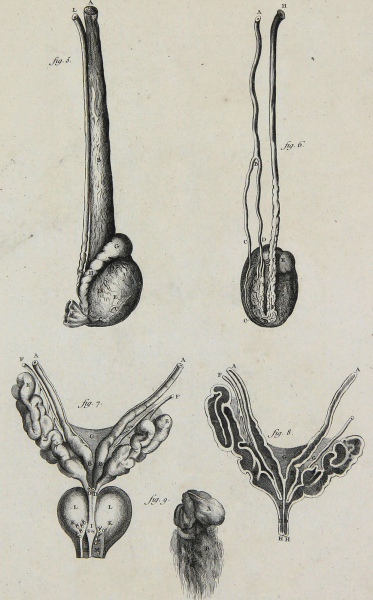 Diderot, Denis - Encyclopedie - "Anatomie" -  Arterien der Hoden