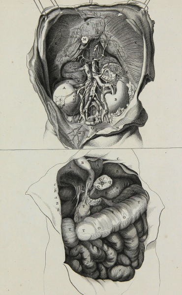 Diderot, Denis - Encyclopedie - "Anatomie" -  innere Organe