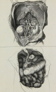 Diderot, Denis - Encyclopedie - "Anatomie" -...