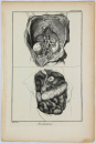 Diderot, Denis - Encyclopedie - "Anatomie" -  innere Organe