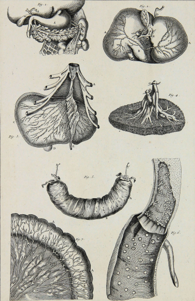 Diderot, Denis - Encyclopedie - "Anatomie" - Leber und Magen