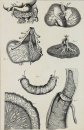 Diderot, Denis - Encyclopedie - "Anatomie" -...