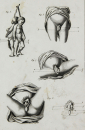 Diderot, Denis - "Histoire Naturelle" -...