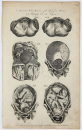 Hall, William Henry - Encyclopedia - "Anatomie" - Geburtshilfe