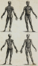 Hall, William Henry - Encyclopedia - "Anatomie"...