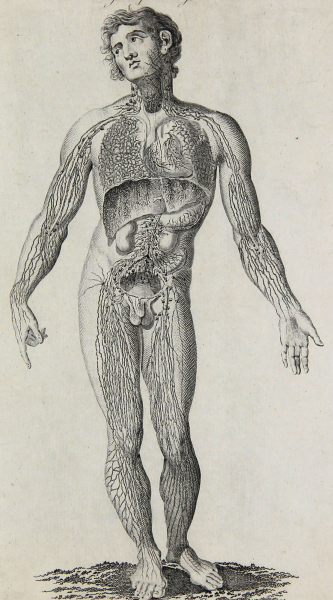 Hall, William Henry - Encyclopedia - "Anatomie" - Lymphgefäße