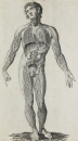 Hall, William Henry - Encyclopedia - "Anatomie"...