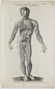 Hall, William Henry - Encyclopedia - "Anatomie" - Lymphgefäße