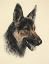 Meyer-Eberhardt, Kurt. - "Schäferhund 2"