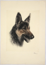 Meyer-Eberhardt, Kurt. - "Schäferhund 2"