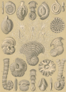 Haeckel, Ernst. - Kunstformen der Natur. -...