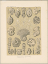 Haeckel, Ernst. - Kunstformen der Natur. -...