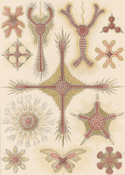 Haeckel, Ernst. - Kunstformen der Natur. - "Discoidea - Scheiben-Strahlinge".