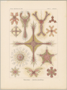 Haeckel, Ernst. - Kunstformen der Natur. -...