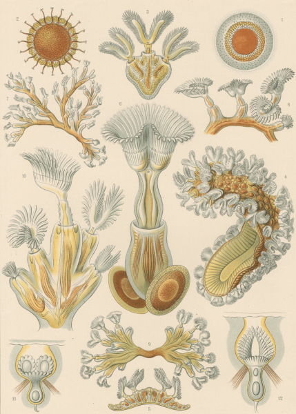 Haeckel, Ernst. - Kunstformen der Natur. - "Bryozoa - Moostiere".