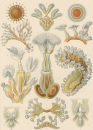 Haeckel, Ernst. - Kunstformen der Natur. - "Bryozoa...