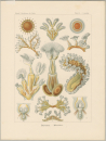 Haeckel, Ernst. - Kunstformen der Natur. - "Bryozoa...