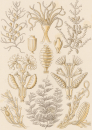 Haeckel, Ernst. - Kunstformen der Natur. -...