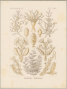 Haeckel, Ernst. - Kunstformen der Natur. -...