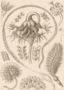 Haeckel, Ernst. - Kunstformen der Natur. -...