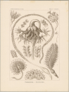 Haeckel, Ernst. - Kunstformen der Natur. -...