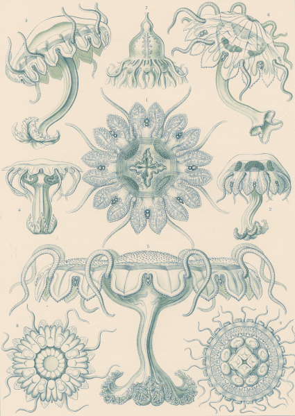 Haeckel, Ernst. - Kunstformen der Natur. - "Discomedusae - Scheibenquallen".