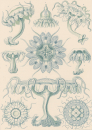 Haeckel, Ernst. - Kunstformen der Natur. -...