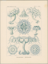 Haeckel, Ernst. - Kunstformen der Natur. -...