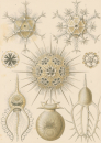 Haeckel, Ernst. - Kunstformen der Natur. -...