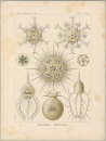 Haeckel, Ernst. - Kunstformen der Natur. -...