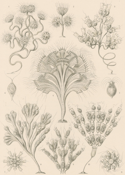 Haeckel, Ernst. - Kunstformen der Natur. - "Flagellata - Geißlinge".