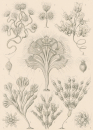 Haeckel, Ernst. - Kunstformen der Natur. -...