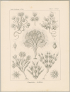 Haeckel, Ernst. - Kunstformen der Natur. -...