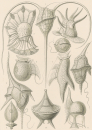 Haeckel, Ernst. - Kunstformen der Natur. -...