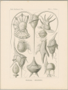 Haeckel, Ernst. - Kunstformen der Natur. -...