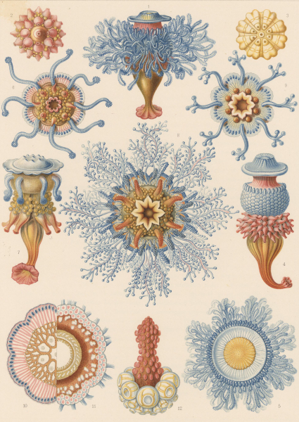 Haeckel, Ernst. - Kunstformen der Natur. - "Siphonophorae - Staatsquallen".