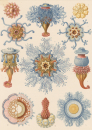 Haeckel, Ernst. - Kunstformen der Natur. -...