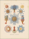 Haeckel, Ernst. - Kunstformen der Natur. - "Siphonophorae - Staatsquallen".