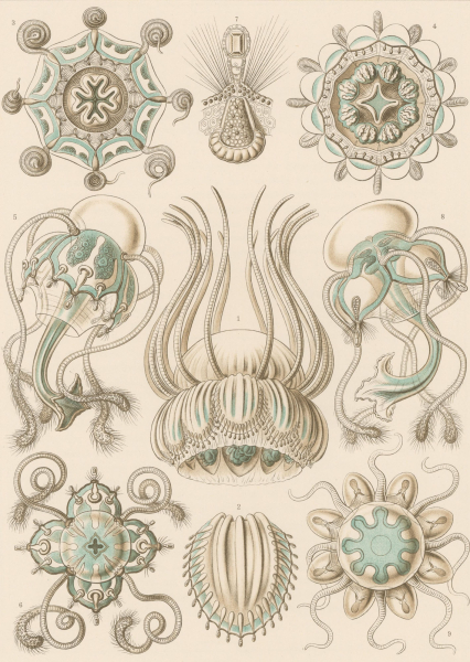 Haeckel, Ernst. - Kunstformen der Natur. - "Narcomedusae - Spangenqualle".