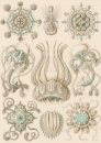 Haeckel, Ernst. - Kunstformen der Natur. -...