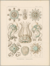 Haeckel, Ernst. - Kunstformen der Natur. - "Narcomedusae - Spangenqualle".