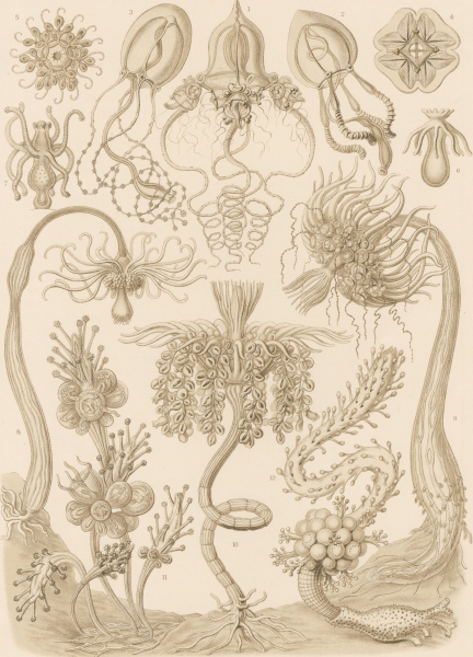 Haeckel, Ernst. - Kunstformen der Natur. - "Tubulariae - Röhrenpolypen".