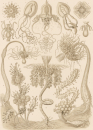 Haeckel, Ernst. - Kunstformen der Natur. -...