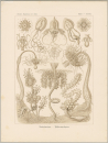 Haeckel, Ernst. - Kunstformen der Natur. -...