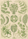 Haeckel, Ernst. - Kunstformen der Natur. -...