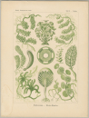 Haeckel, Ernst. - Kunstformen der Natur. -...