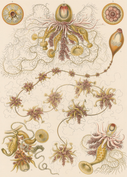 Haeckel, Ernst. - Kunstformen der Natur. - "Siphonophorae - Staatsquallen".